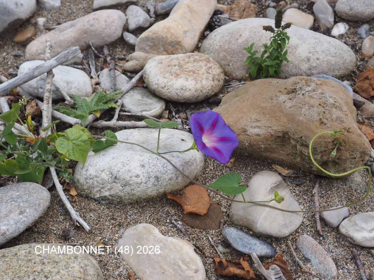 Morning Glory plant
